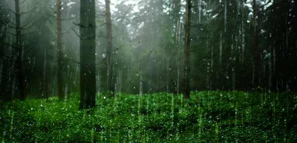 Natuurgeluiden bos en regen